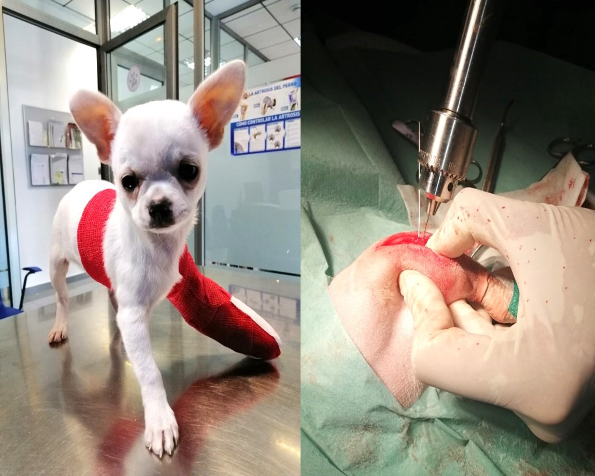 veterinaria ortopedia a perro