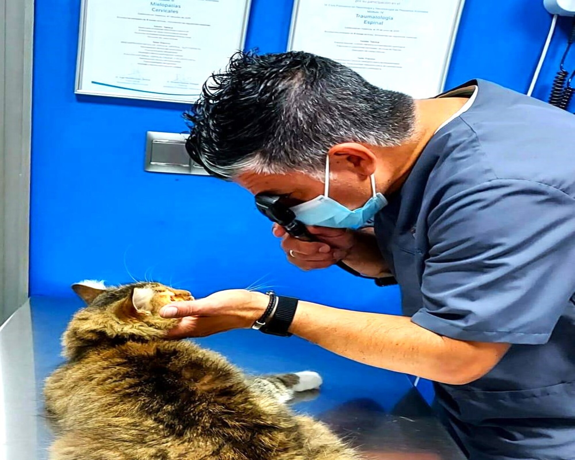 veterinaria revisando gato